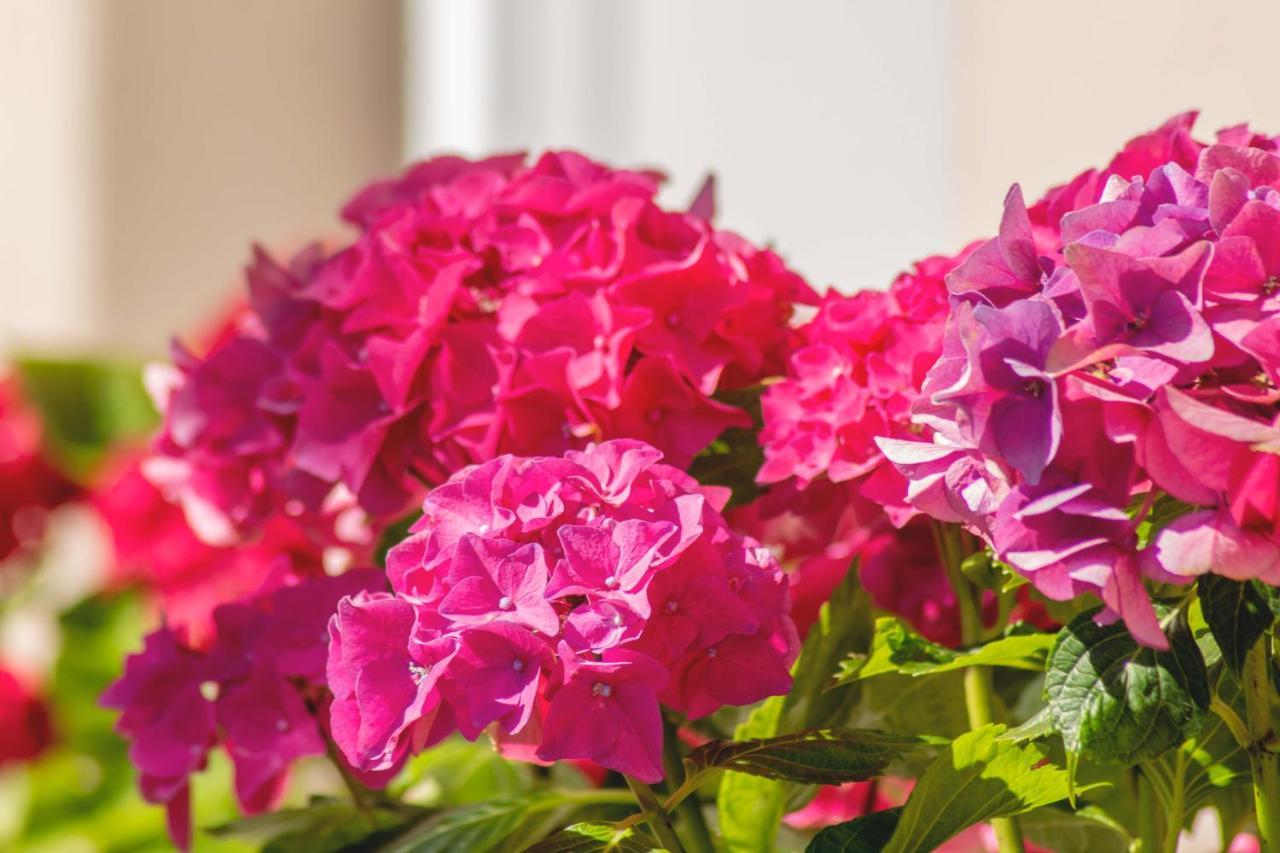 Hortensia Buje Exterior foto