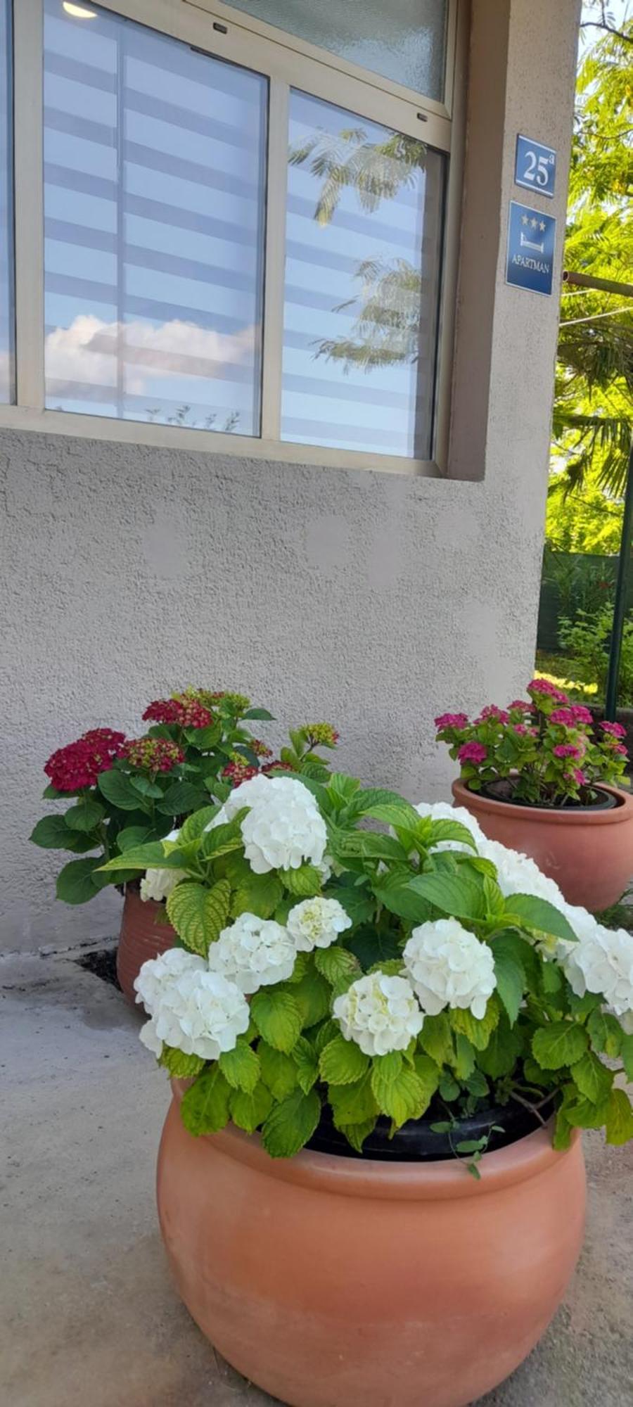 Hortensia Buje Exterior foto